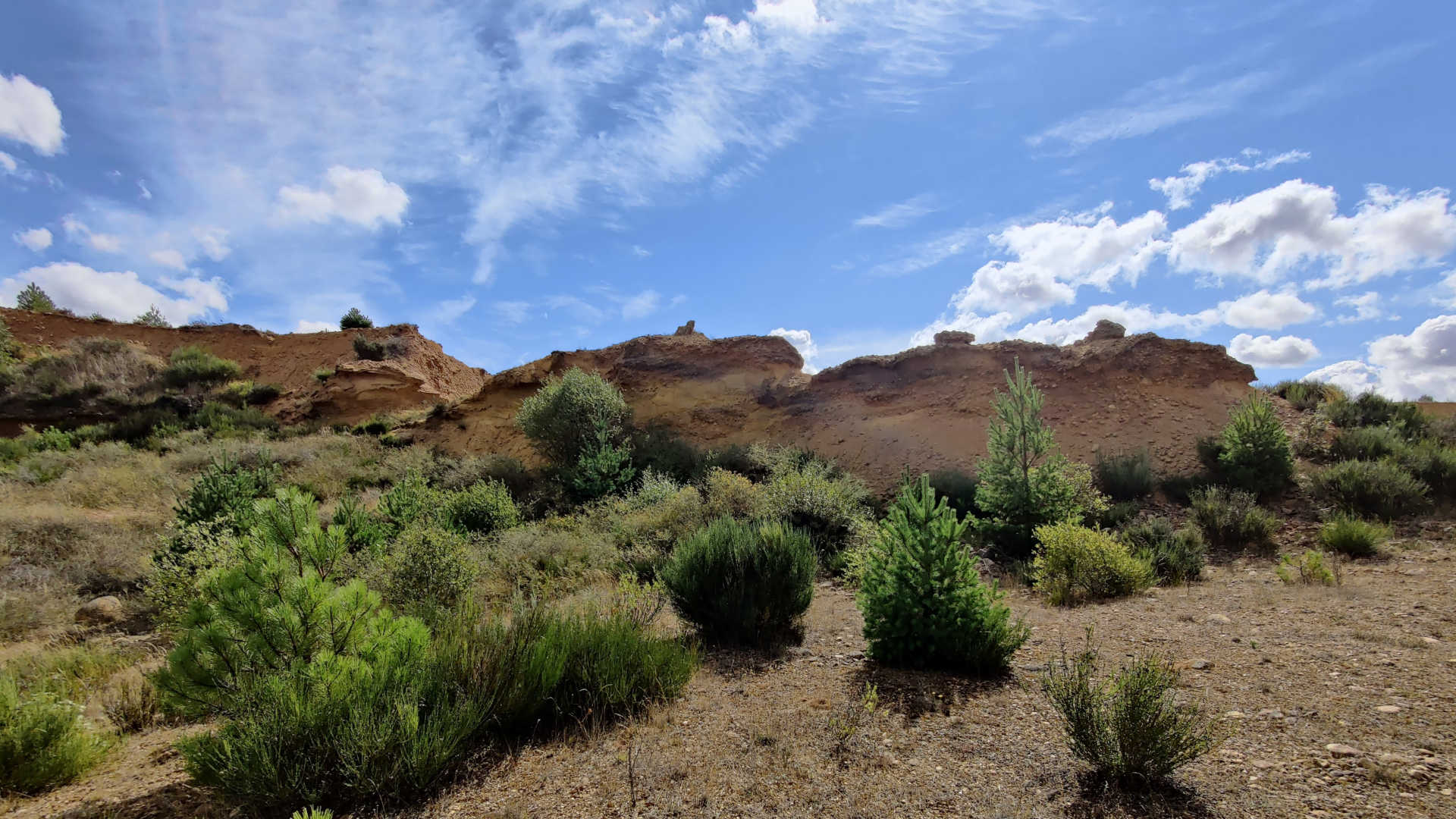 Revegetación natural de una gravera